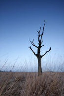 Solitude Snag
