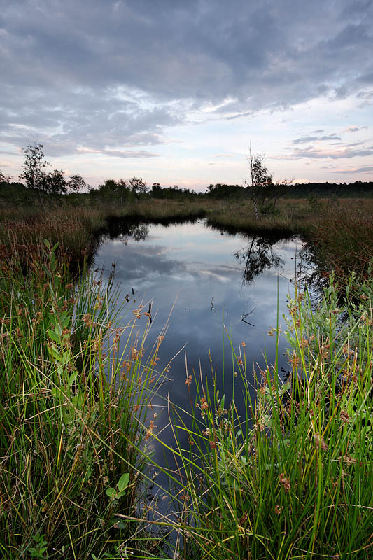 Haaksbergerveen