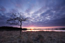 Strabrechtsche Heide - Starven