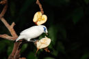 Bali Mynah