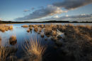 Strabrechtsche Heide - Starven