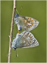 Tawny Trophy 3rd