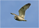 Tawny Trophy (Natural History) - 1st place and Merits 1 Own Choice - 3rd place