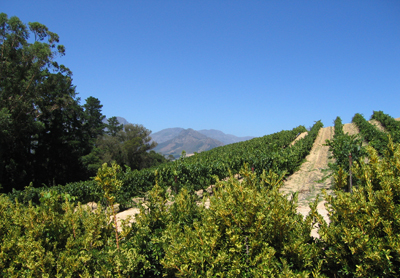 Vineyards