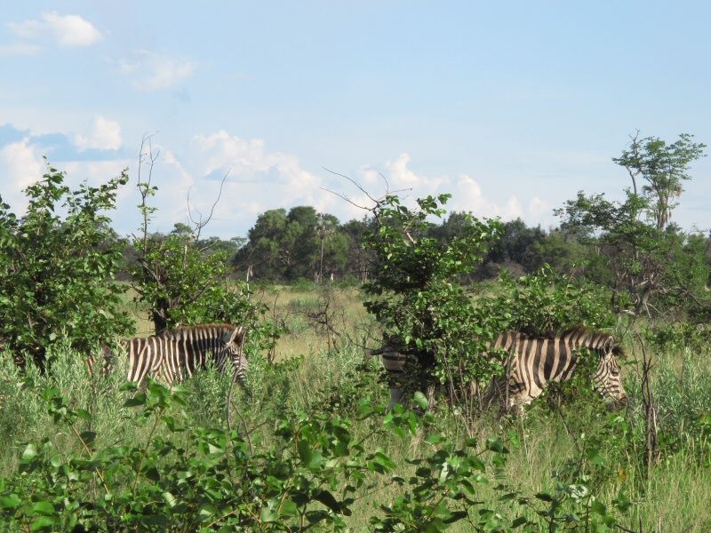 Zebra