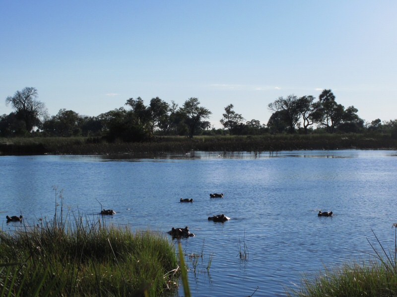 Hippos