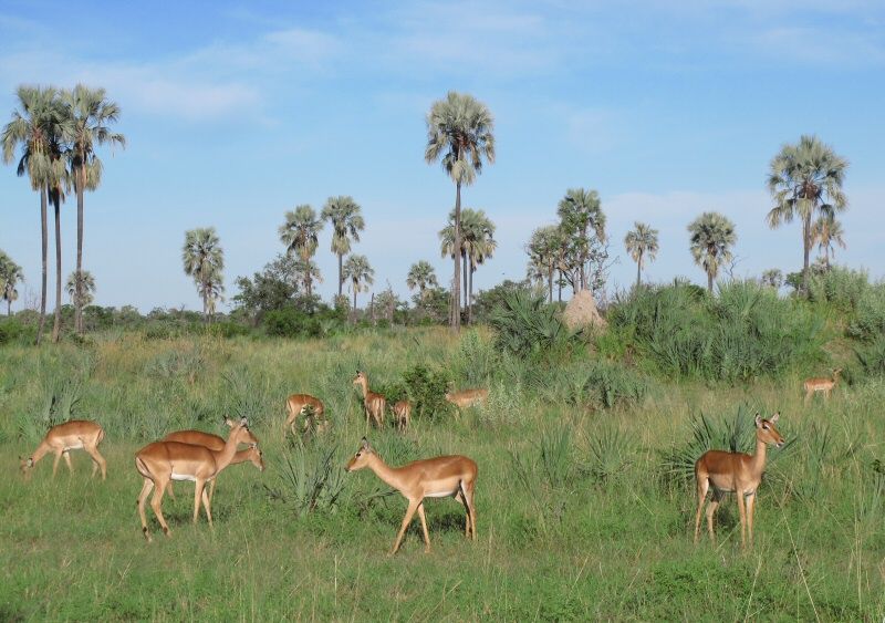 Impala