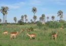 Impala