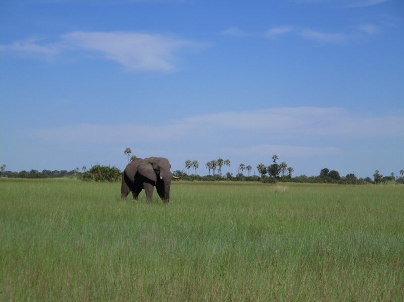 A lone male
