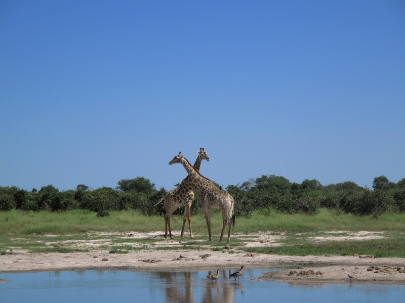 Giraffes