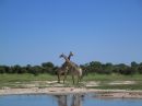 Giraffes