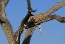 Leopard siesta
