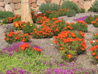 Early spring flowers