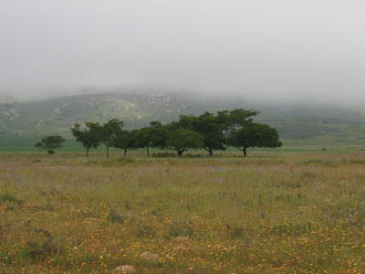 Mist on the Darling Hills