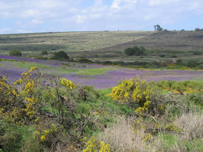 Mauve