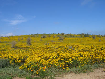 And deep yellows