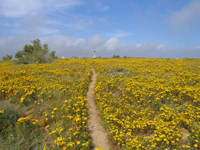 I wandered lonely.....