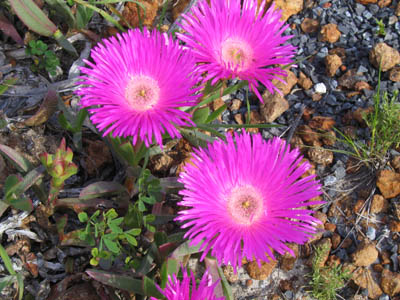 By the roadside