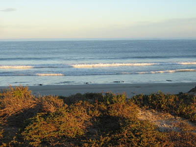 From Oystercatcher's Haven