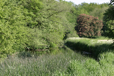 In Rousham park