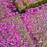 Petal Drop