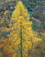 Majestic Larch
