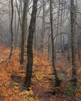 Wood near Grasmere
