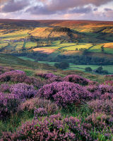 Evening light, Above Rosedale.