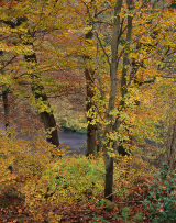 Beech Trees, Strid Woods