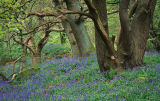 Oaks and Bluebells, Middleton Woods