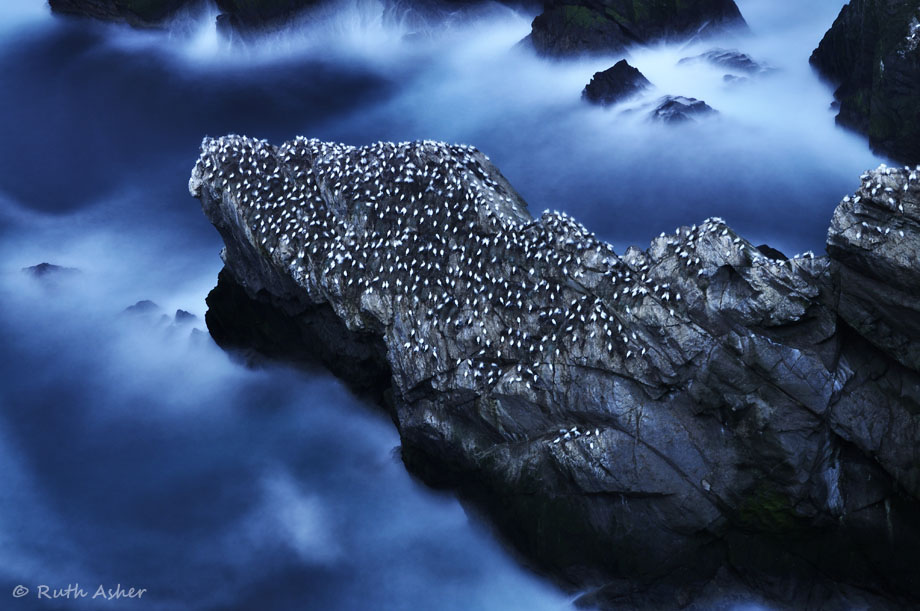 A life at Sea - Nesting Gannets