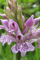 Common Spotted Orchid