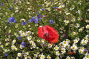 Wild flower patch
