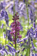 An Early Purple Orchid amongst the Bluebells
