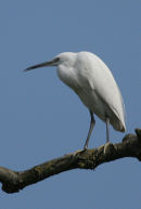 A Little Egret, Brockington