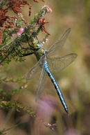 Emperor Dragonfly