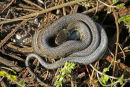 A Grass Snake at Sovell Down