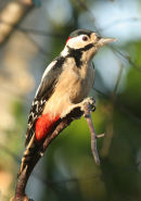 Great Spotted Woodpecker
