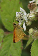 Large Skipper