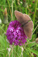 Pyramidal Orchid and a Meadow Brown