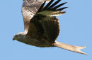 Red Kite