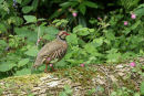 Red-legged Partridge
