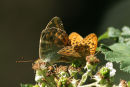 Silver-washed Fritillaries mating, Garston Wood