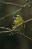 Siskin