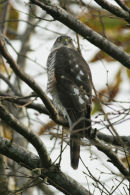 Sparrowhawk