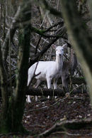 Fallow Deer at garston Wood