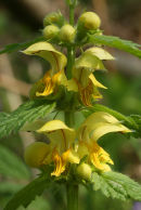 Yellow Archangel