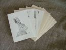 Wildlife Cards 