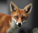 Big Ears