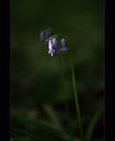 Solitary